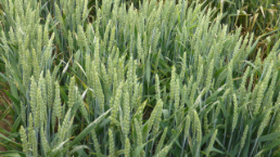 Winterweizen mit erhöhtem Ertragspotenzial